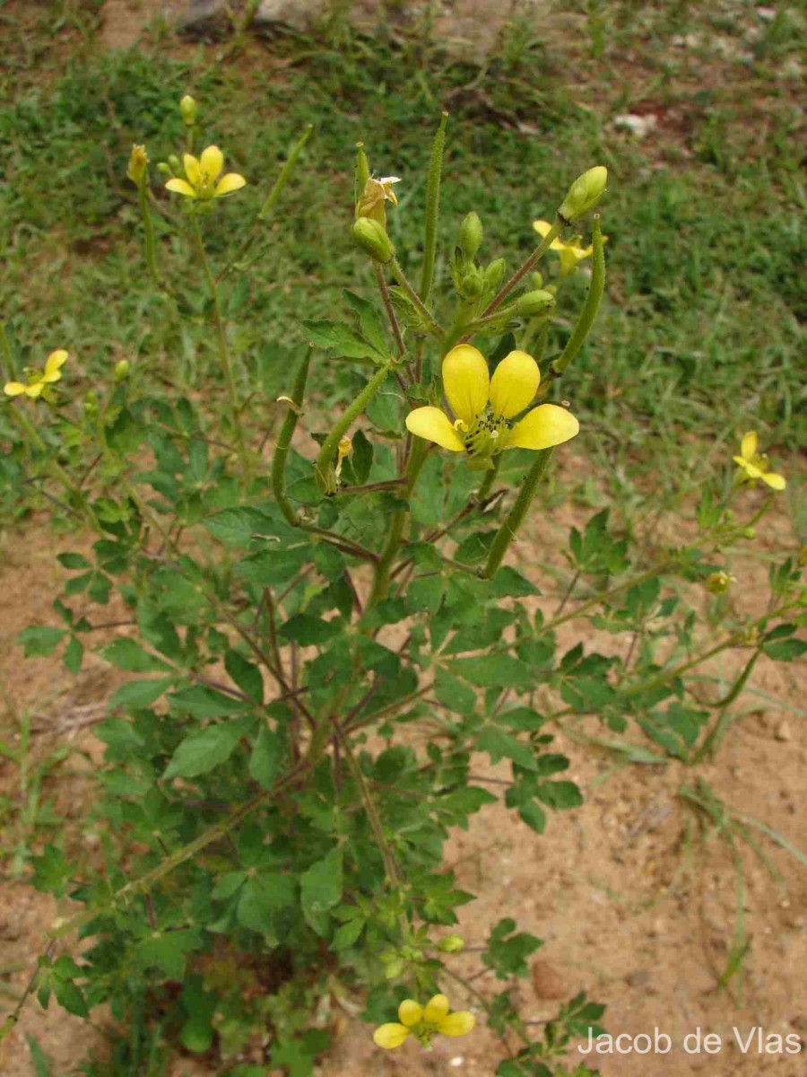 Cleome viscosa L.